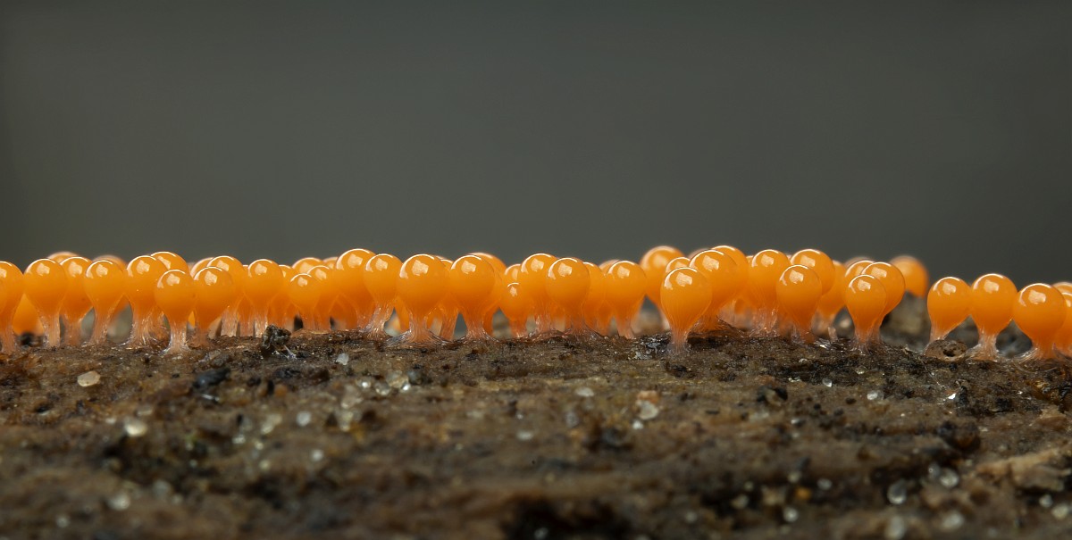 Rus tombul onanizm Bepul porno videolarni qidiring